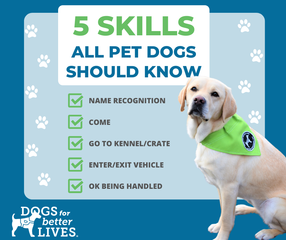 5 SKILLS ALL DOGS should know. Click to see the article