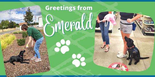 Update from Emerald - Assistance Dog in Training