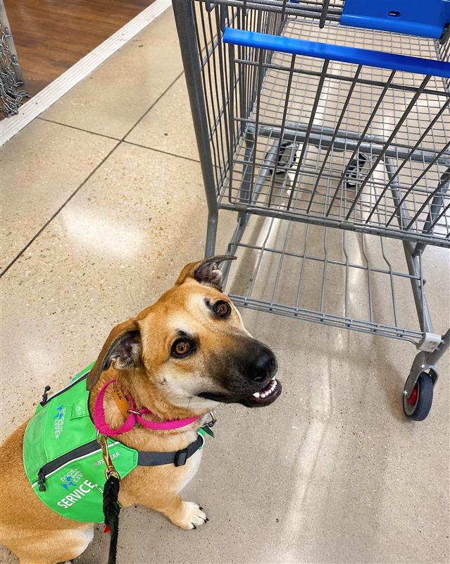 Laika shopping cart