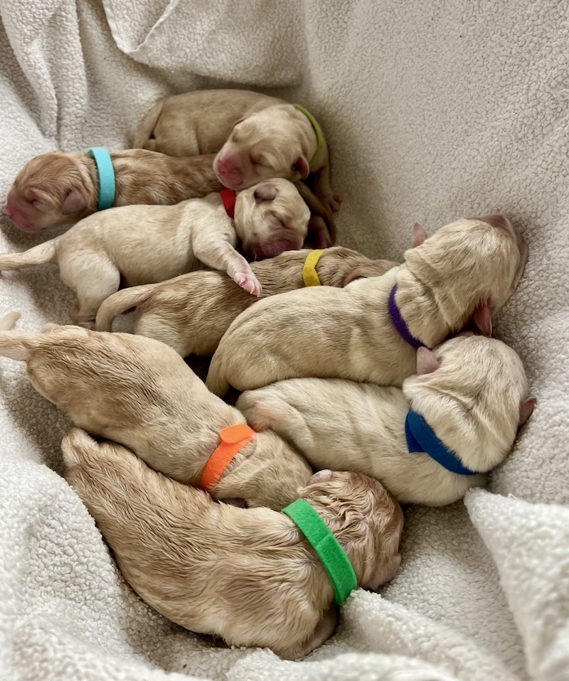 Autumn litter