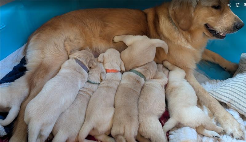 Dove litter