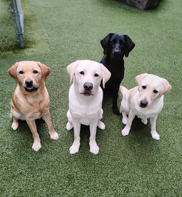 NER Dogs playgroup