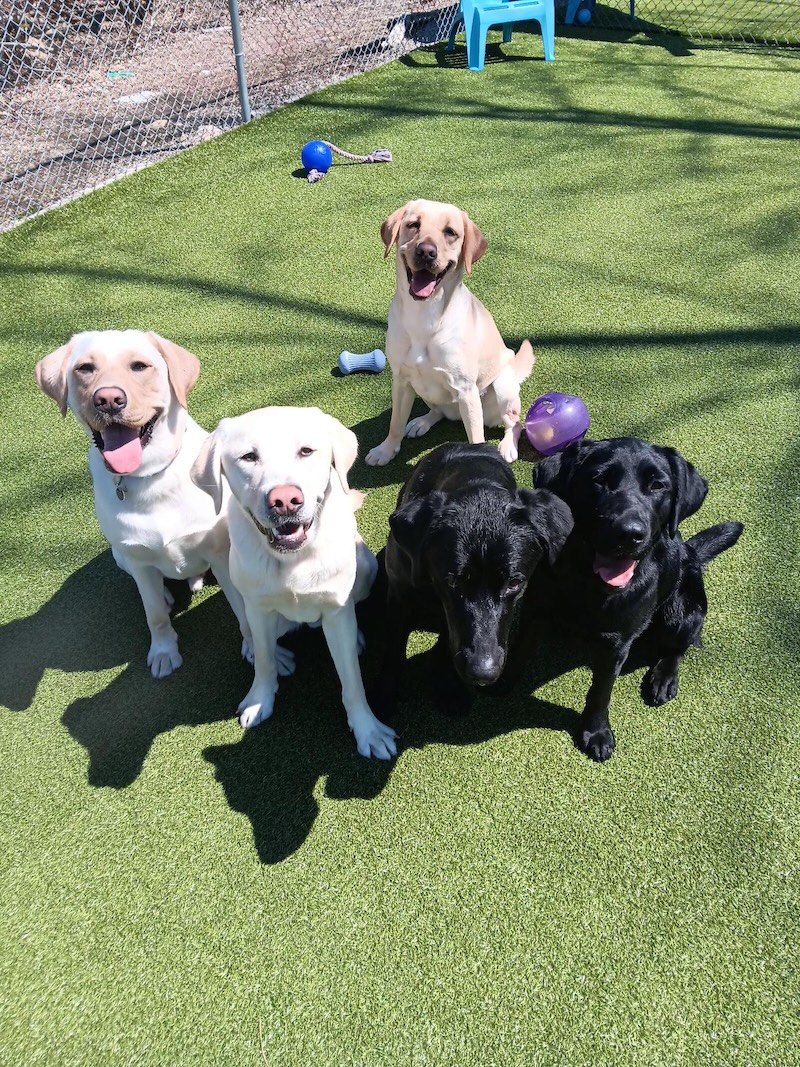 NER dogs