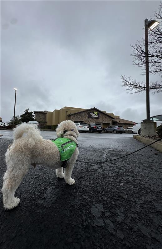 Petey public training