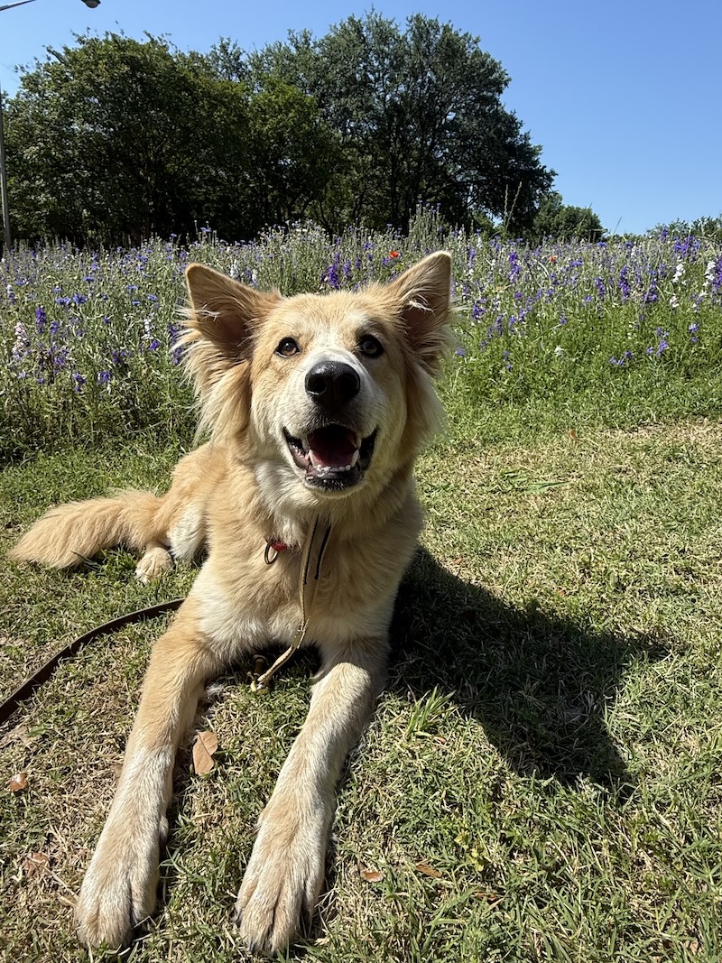 Shelter dog bella TX