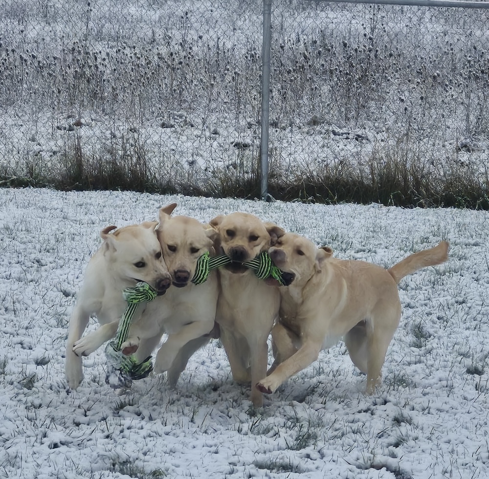 WST Dogs in snow