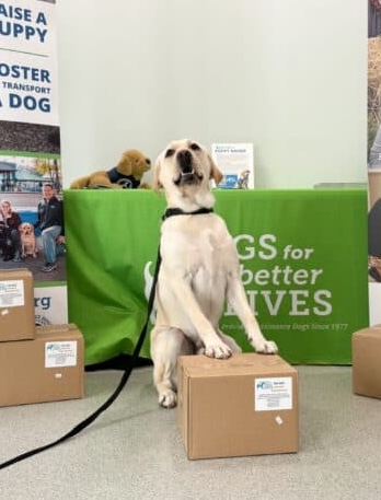 dog-treats_4legz-081524b-610x458