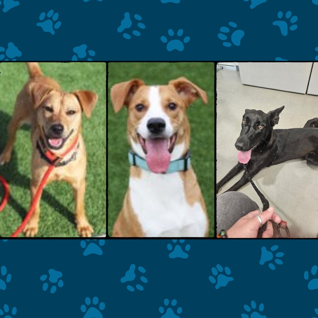 shelter dogs atlanta
