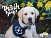 Basic eCard - Thank You